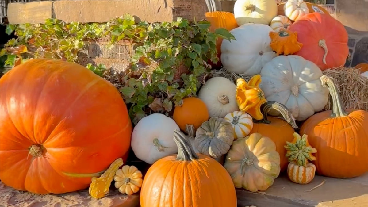 A collection of various pumpkins and gourds in orange, white, and pale yellow tones, arranged together outdoors against a rustic wooden fence with green foliage.